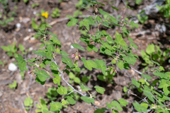 Ribes viscosissimum