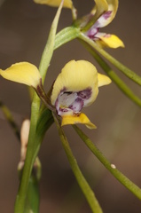 Diuris tricolor