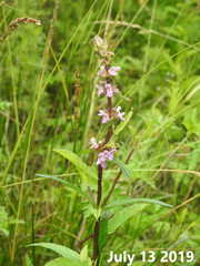 Stachys riederi