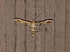 Geina periscelidactylus