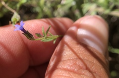 Allophyllum gilioides