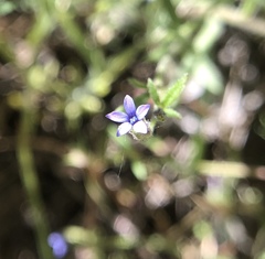 Allophyllum gilioides