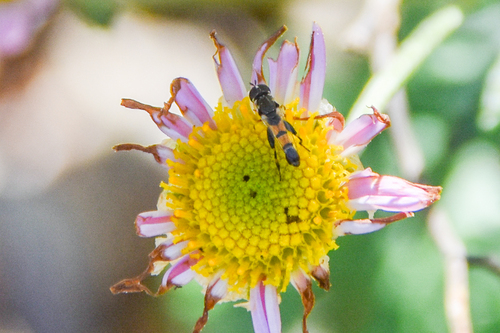 Peg-legged Compost Fly photo 5