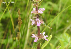Stachys riederi
