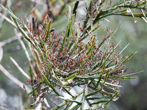 Carmichaelia australis R.Br.