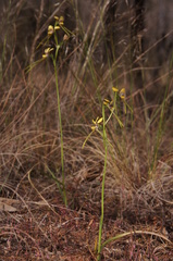 Diuris tricolor