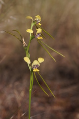 Diuris tricolor