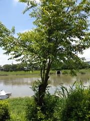 Diospyros kotoensis
