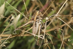 Clinopleura minuta