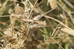 Clinopleura minuta