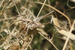 Clinopleura minuta