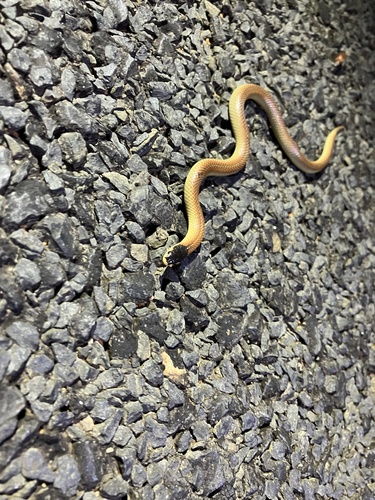 Black-naped Hooded Snake sighting
