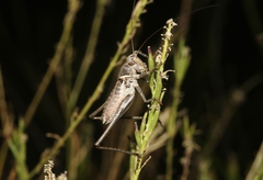 Clinopleura minuta