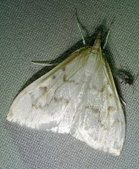 Hahncappsia pergilvalis