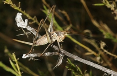 Clinopleura minuta