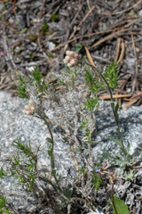 Antennaria rosea rosea