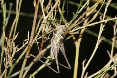 Clinopleura minuta
