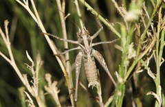 Clinopleura minuta