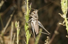 Clinopleura minuta