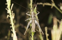 Clinopleura minuta