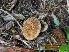 Amanita australis