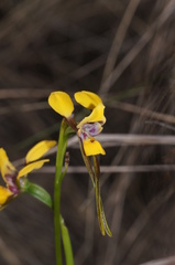 Diuris tricolor