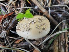 Amanita australis