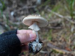 Amanita australis