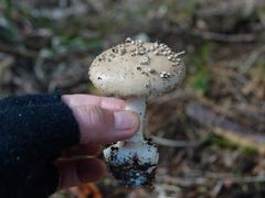Amanita australis