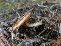 Amanita australis