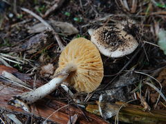 Amanita australis