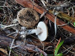 Amanita australis