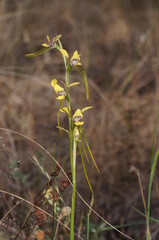 Diuris tricolor