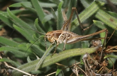 Clinopleura minuta