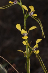 Diuris tricolor