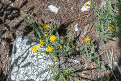 Crepis occidentalis pumila