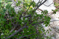 Amelanchier pallida