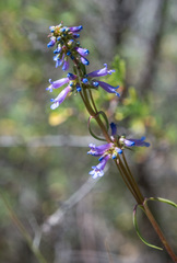 Penstemon cinicola