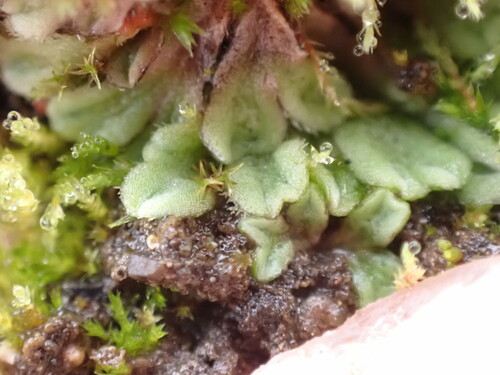 Image of Riccia beyrichiana by no rights reserved