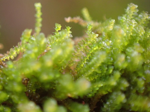 Image of Marsupella emarginata by no rights reserved