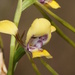 Diuris tricolor - Photo (c) Reiner Richter, μερικά δικαιώματα διατηρούνται (CC BY-NC-SA), uploaded by Reiner Richter