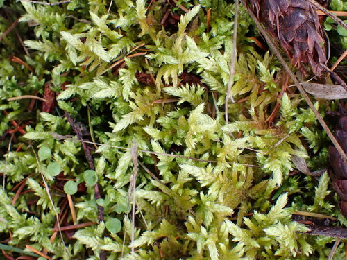 Image of Homalothecium megaptilum by no rights reserved