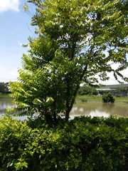 Diospyros kotoensis