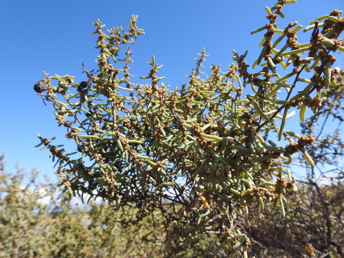 Image of Suaeda divaricata by (c) Agustín Zarco, some rights reserved (CC BY)