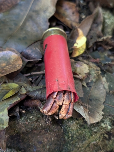 Caribbean Land Hermit Crab
