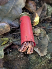 Caribbean Land Hermit Crab