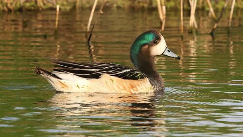 Chiloe Wigeon, photo 7 of 7