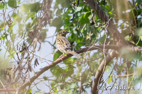 Yellow Bunting (Emberiza sulphurata), photo 4