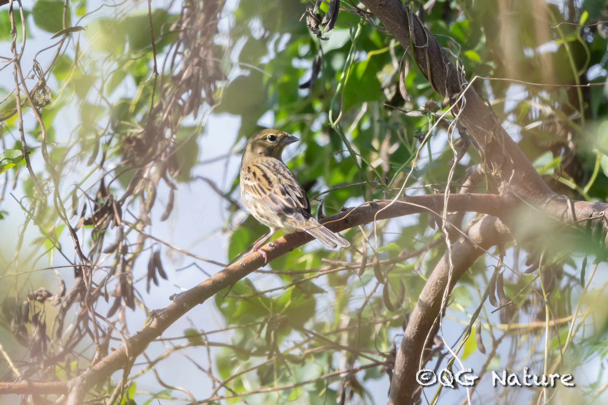 Yellow Bunting