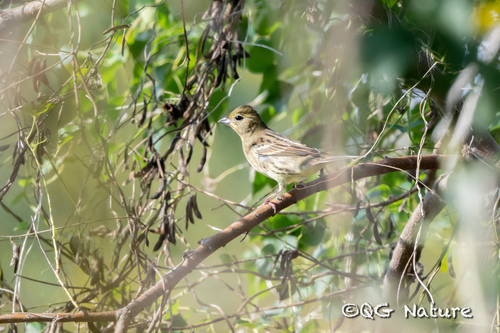 Yellow Bunting (Emberiza sulphurata), photo 3